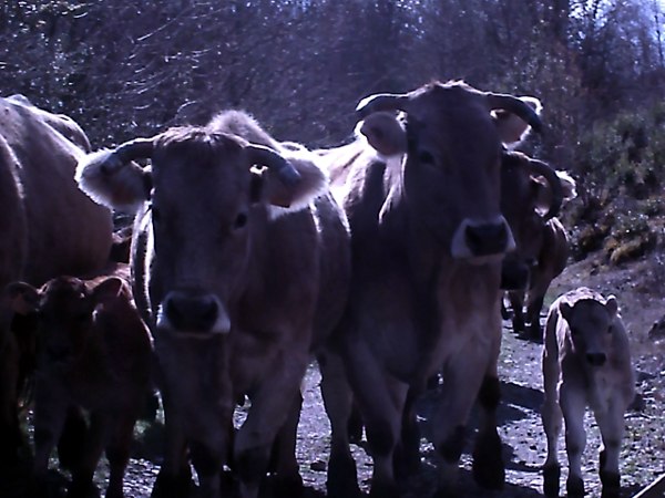 Comienza la primavera: llevamos las vacas al prado